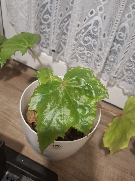 Begonia rącznikolistna sadzonki