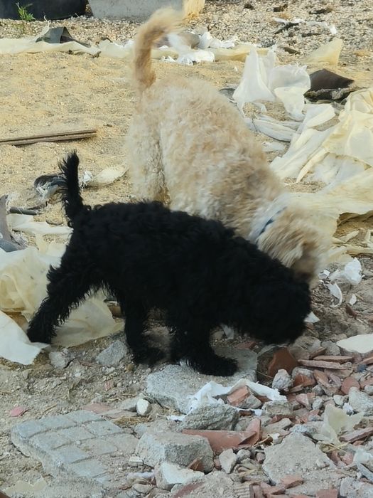 Cadela e cao para adoção