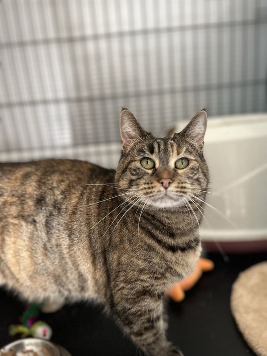 Sabrina- uma linda tigresa!