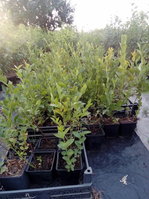 Продам саджанці  голубіки ( лохини )