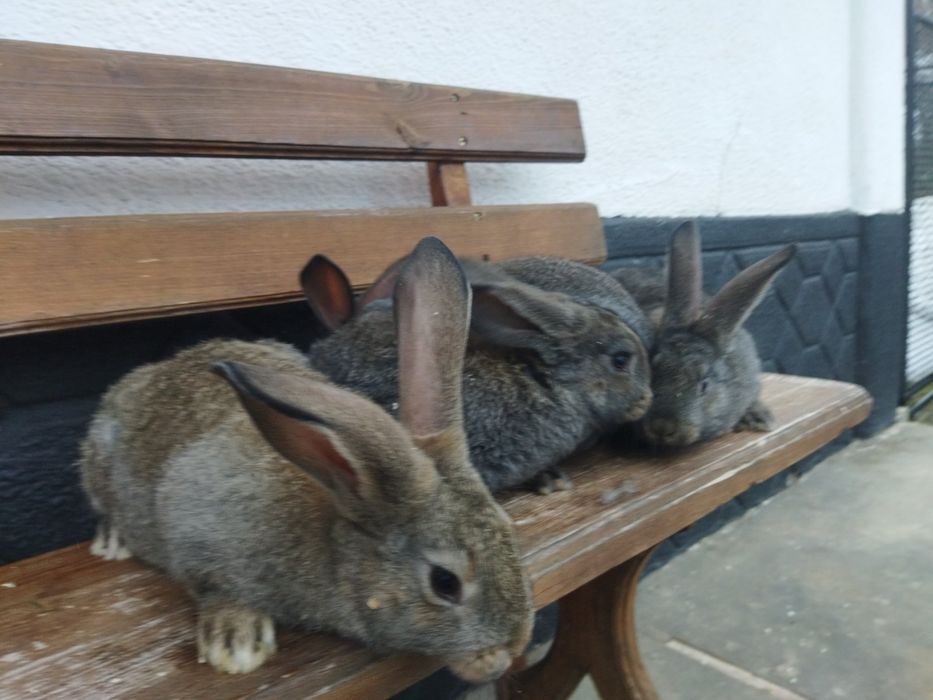 Кролики молодняк