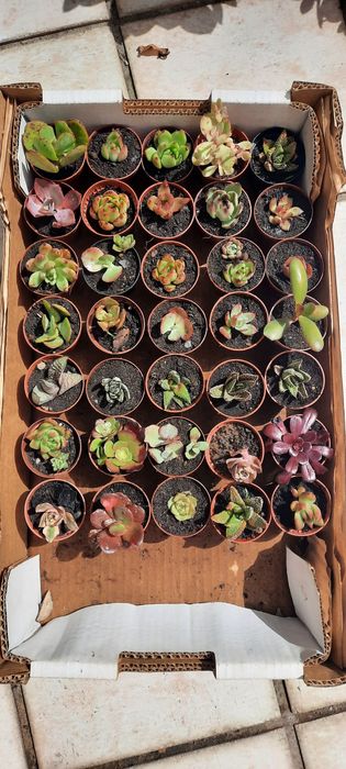 SUCULENTAS Variadas   Pack Coleção