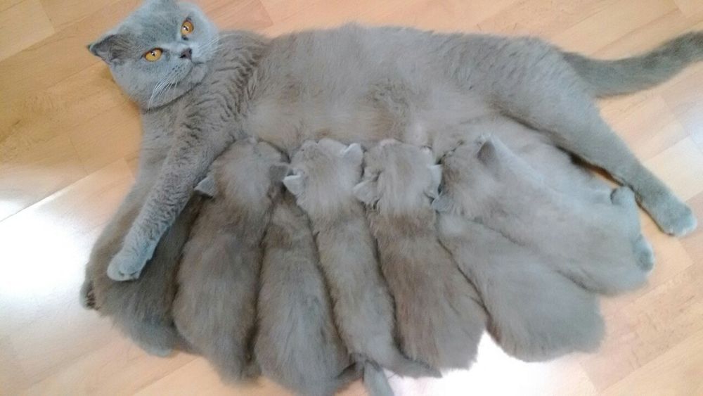 Красивый шотландец (брит.) ждёт в гости подружку. Недорого. Междунар.