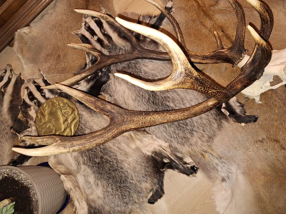 Wieniec jelenia. 7,1kg , poroże, zrzuty