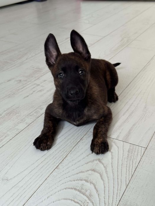 Zapowiedź Miotu Belgian Malinois K9