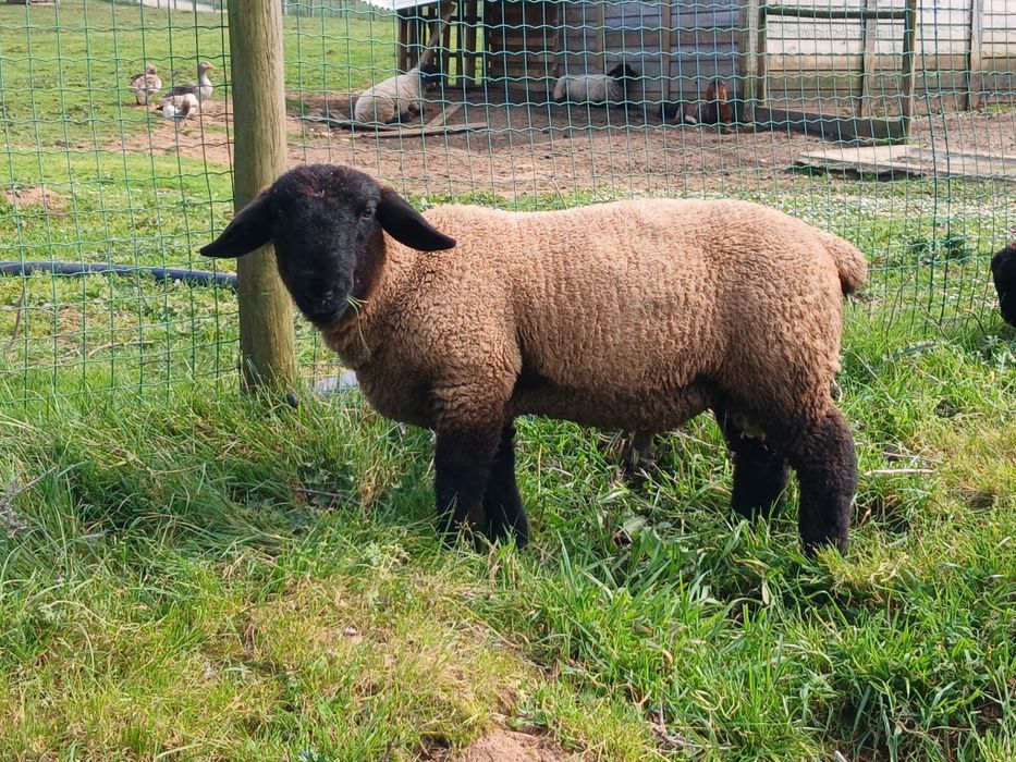 Borregos Suffolk com certificado