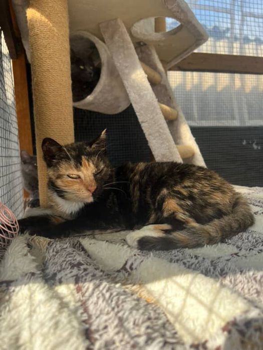 Котики, найкращі котики у світі