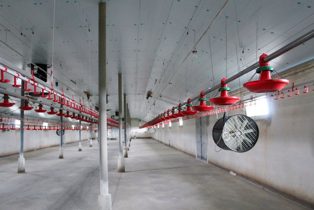 Izolacja Ocieplenie Sufit do Chlewni Obory Kurnika Styrodur XPS AGRO