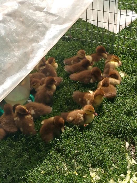 Циплята маленькі