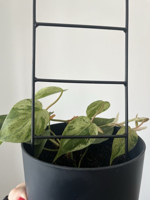 philodendron hederaceum variegata okaz