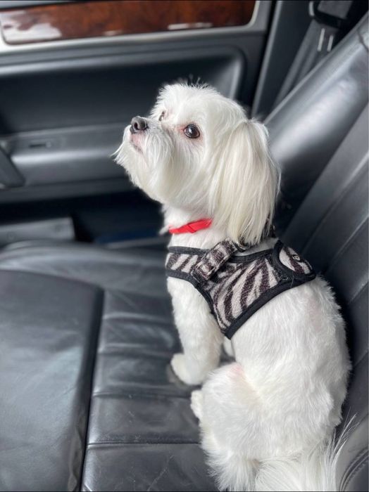 Вязка мальтийская болонка