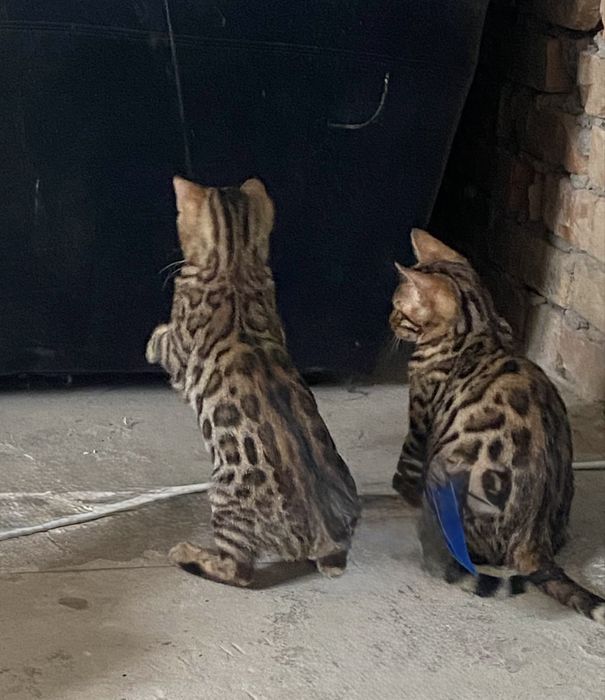 Бенгальские котята