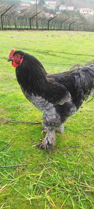 Galinha e galo raça Brahama Black
