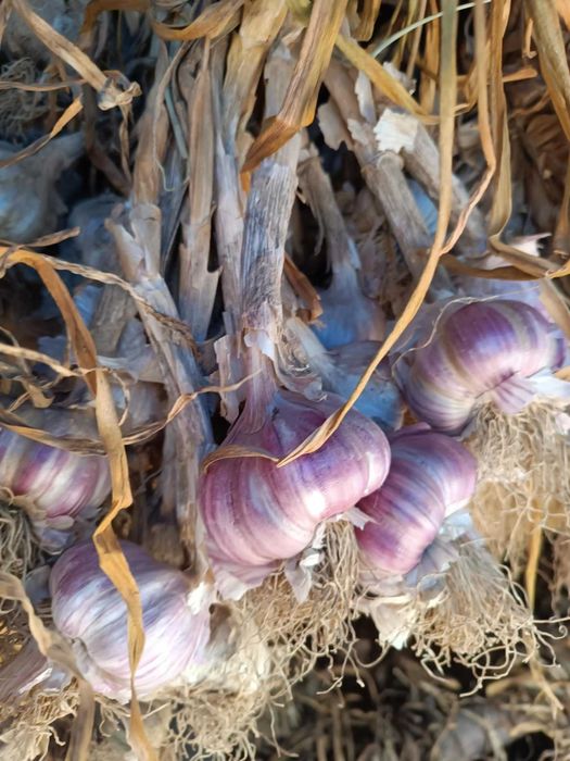 Sprzedam piękny czosnek harnaś gruby