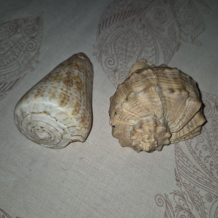 Ракушки раковины морские для аквариума