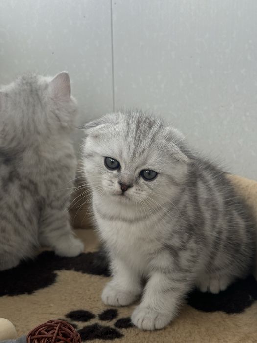 Найкращі кошенята