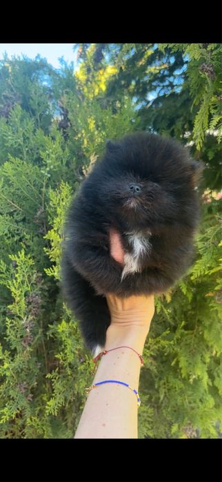 Szpic miniaturowy pomeranian mini xs miś black