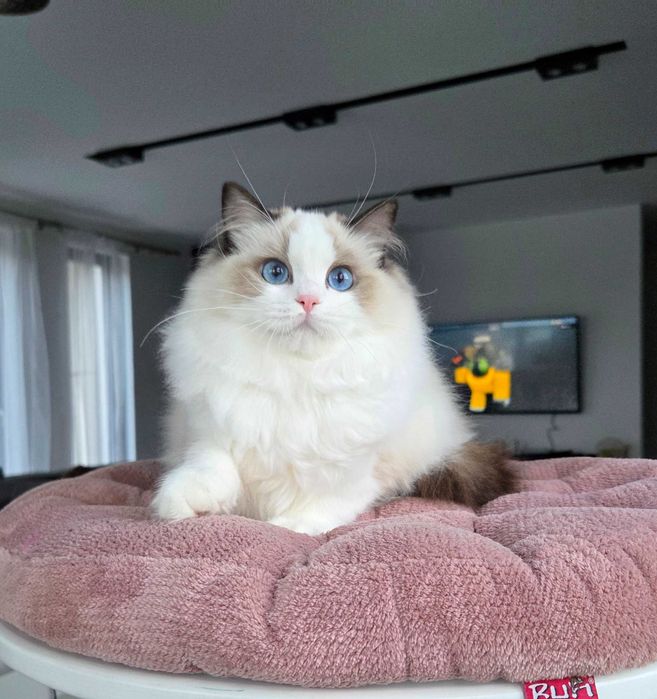 Ragdoll kotka z rodowodem FPL.