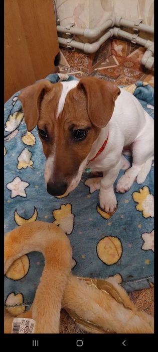 Джек Рассел дівчигка 4місяця