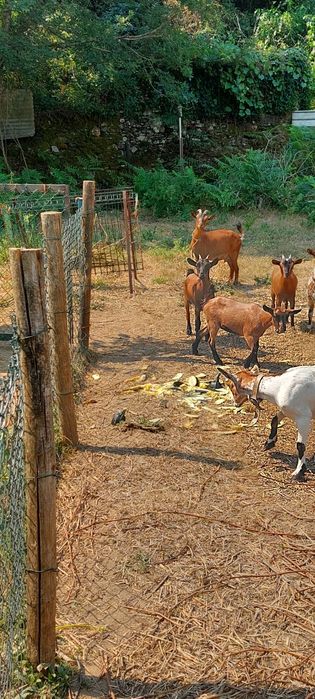 Cabras anãs para venda