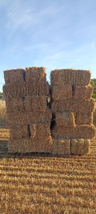 Feno de azevem palha