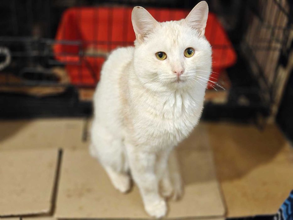 Дарлін, 1,5р: котик кольору латте шукає дім // кіт кішка кошеня