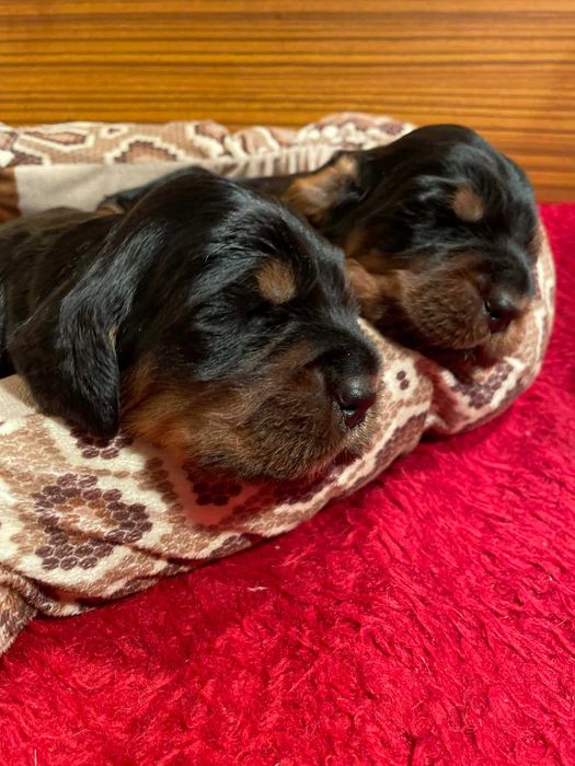 Seter Szkocki Gordon suczka