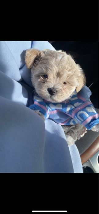 Ф1цуцики мальтіпу