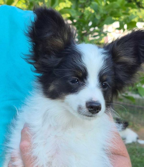 Papillon piesek tricolor ZKwP/FCI