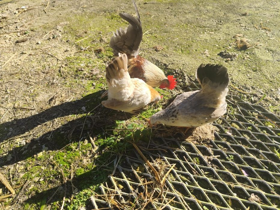 Ovos serama e gahmong