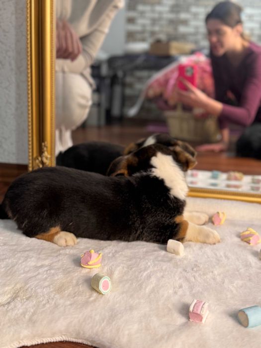 Шикарні цуцики Коргі Кардиган