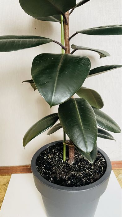 Фікус еластіка абіджан