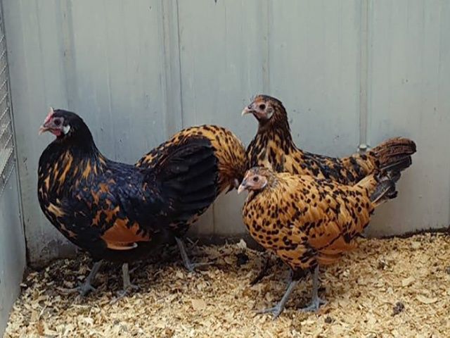 Яйце на інкубацію від породистих курей. ГАМБУРГСЬКА золото, срібло.