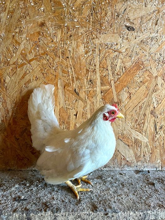 Para seram i karzelki