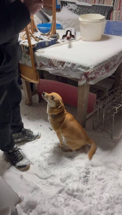 Віддамо цуценят у добрі ручки, які будуть піклуватись