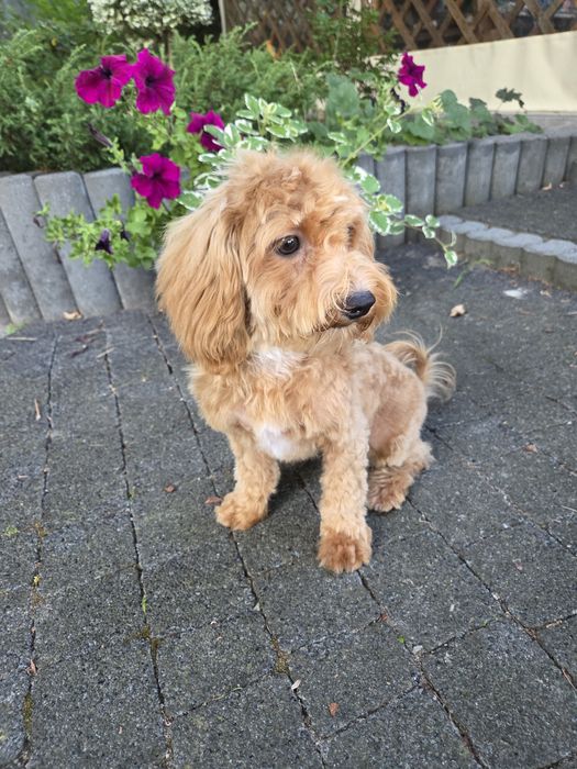 Maltipoo piesek maltańczyk & pudel