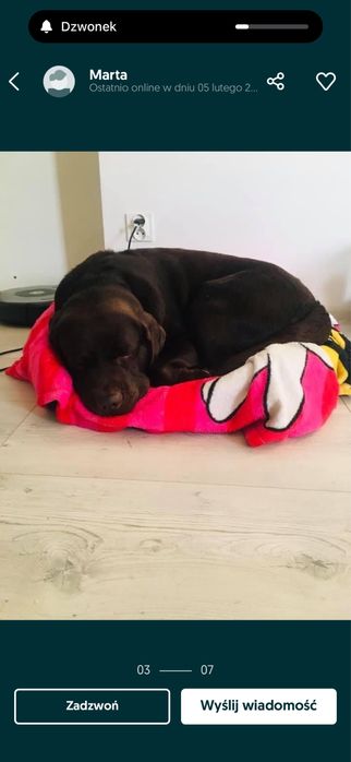 Domowa opieka dla piesków. Hotel