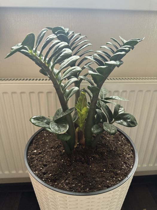 Заміокулькас Зензі