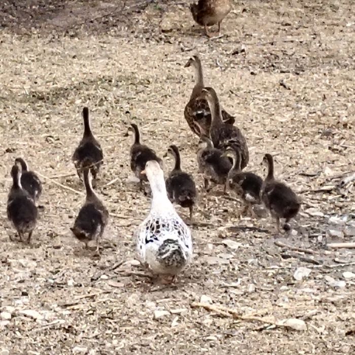 Patos Rouen jovens