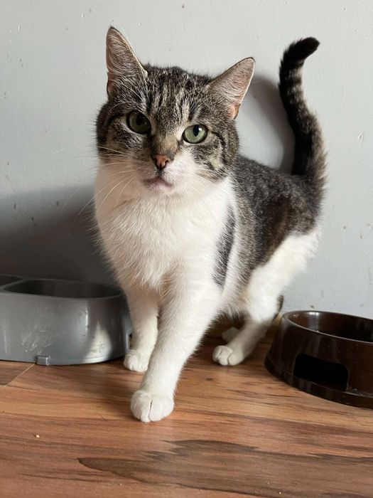 Biało-bura ładna kotka poleca się do adopcji