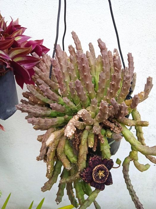 Vendo vasos bonitos para decoração da sua casa, exterior e interior.