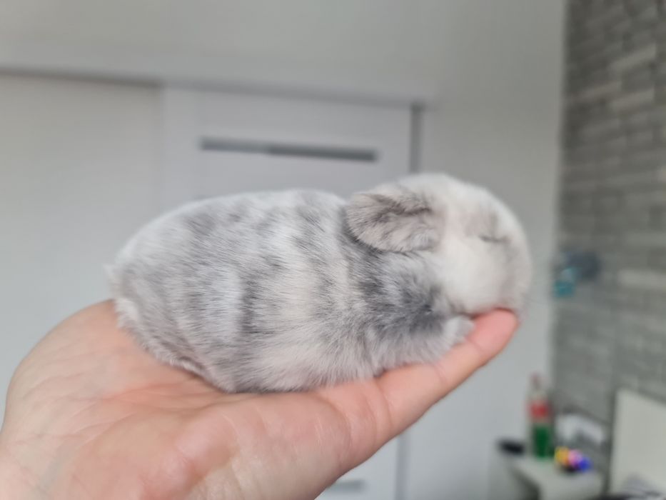 Mini lop królik króliczek miniaturka hodowla transport