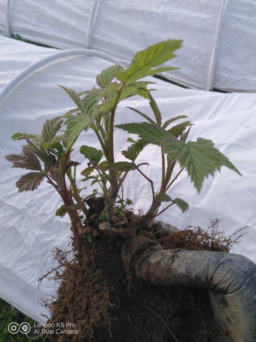 Брусилівський стандарт. Саджанці малини, молоді