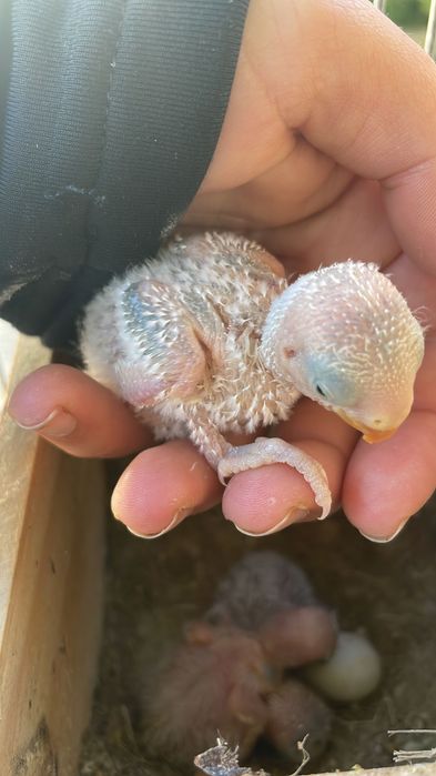 Agapornis roseicollis para criar a mão