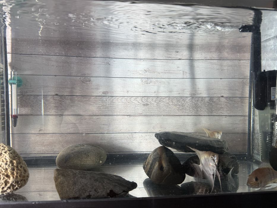 Aquario Completo com Peixes