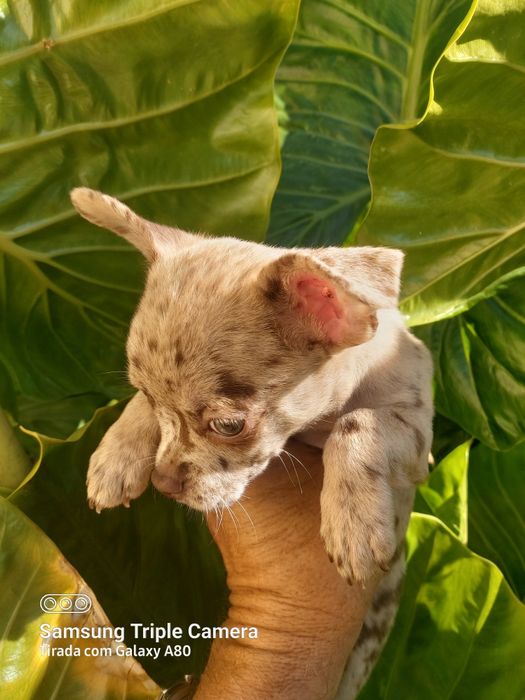 Linda menina chihuahua