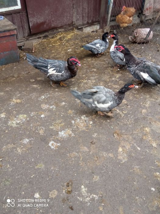 Індокачки, мускусные утки