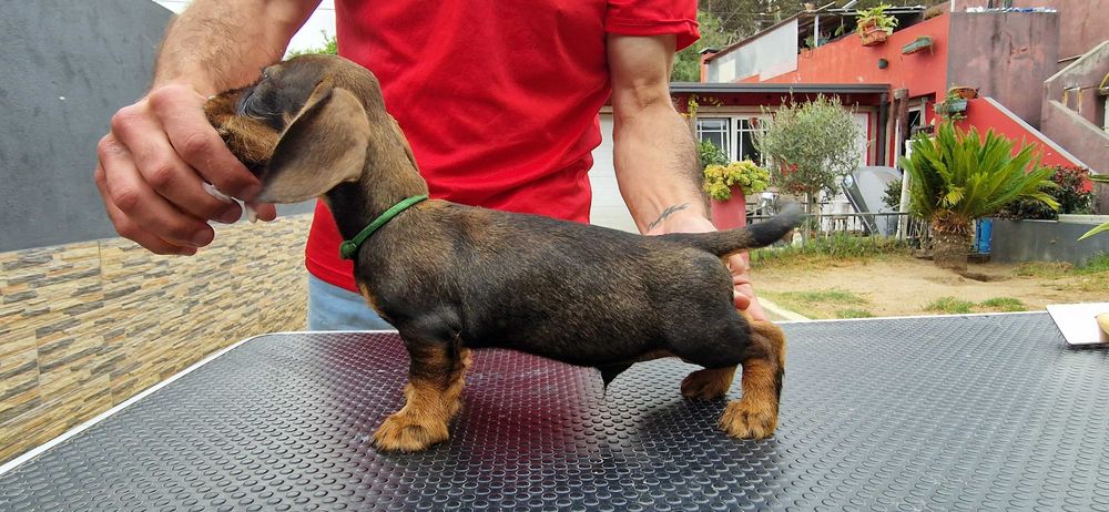 Teckel Miniatura Cerdoso