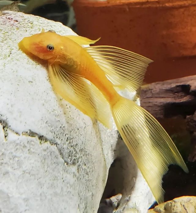 L144 normal e long fin nacional