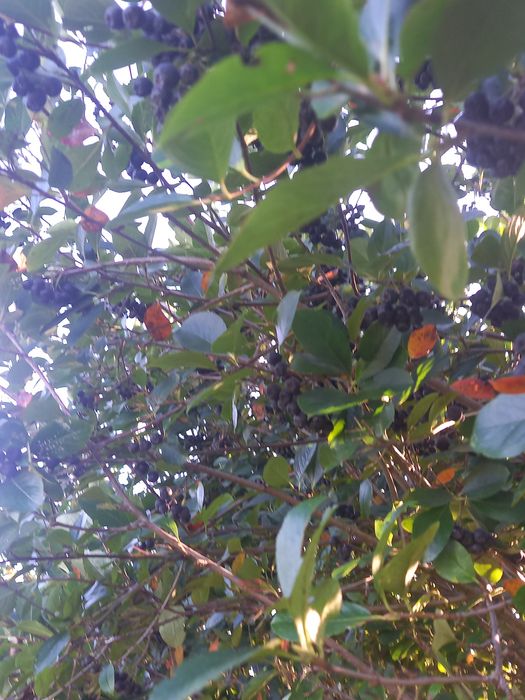 Aronia ręcznie zrywana ekologiczna